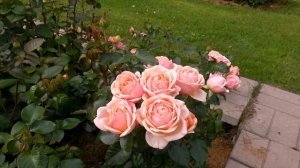 Видео обзор роз Йорс и Континьюд  Френдшип  и Кэндллай?