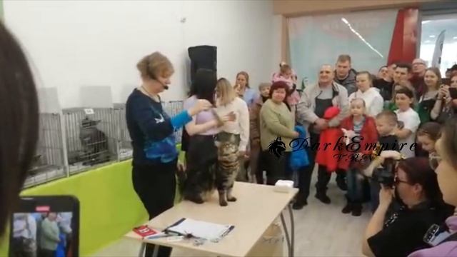 Выставка мейн-кунов в Воронеже 1-2 апреля 2023. Питомник "D смотреть онлайн