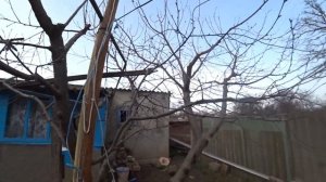 Как обрезать взрослую вишню, сильно загущенную волчка