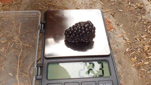 НОВИНКА!!! СУПЕР ВКУСНАЯ СЕНСАЦИЯ. РЕМОНТАНТНЫЙ СОРТ Е? смотреть онлайн