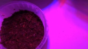 ПОСАДКА КЛЕМАТИСА НА СТРАТИФИКАЦИЮ