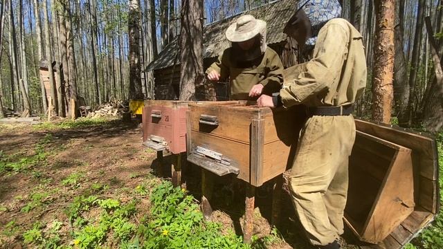 Деление пчёл на пол-лета. Мой первый опыт.