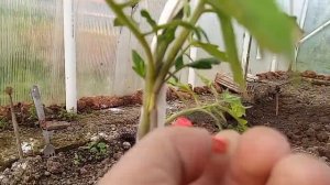 Прививка двух томатов на одно растение