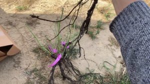 Купил розы на Wildberries! Хороший питомник и качество саже?