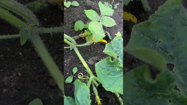 Что выросло☘️#цветы #садиогород #огород #урожай #лайф смотреть онлайн