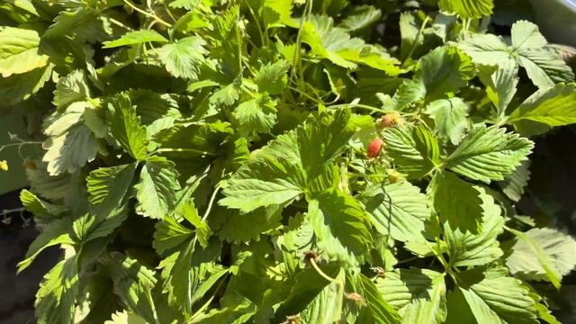 ВЫСАДИЛА ПАСЫНКИ ТОМАТОВ 🍅 ЧТО С ЗЕМЛЯНИКОЙ 🍓СОБРАЛ смотреть онлайн