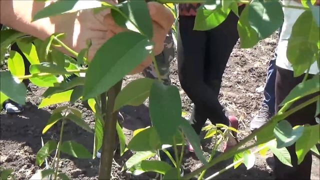 Семинар по ореховодству Формирование кроны двухлетки смотреть онлайн