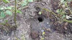 Как защитить дачу от хомяков и остаться человеком! Бор