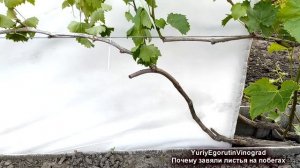 🍇 Внезапно ЗАВЯЛ ВИНОГРАД! Что случилось? Новая БОЛЕЗ