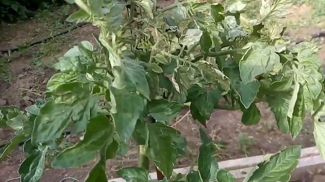БОЛЕЗНИ ТОМАТОВ. УВЯДАНИЕ КУСТА. БАКТЕРИОЗ. КУСТ ВЯНЕТ