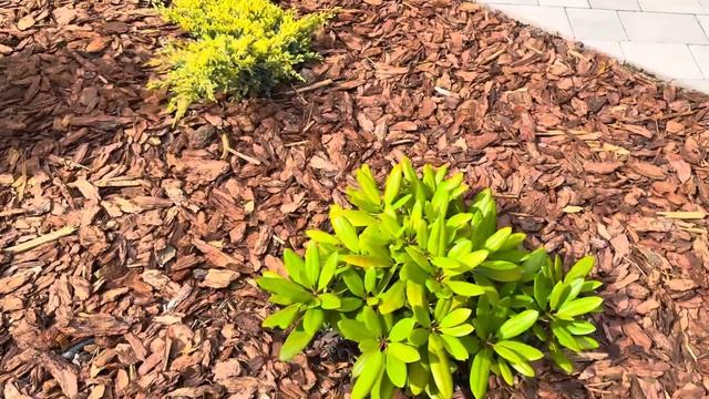 Мульчирование корой лиственницы - плюсы и минусы