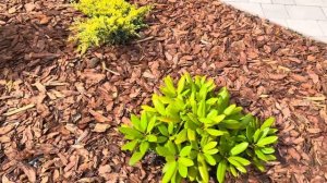Мульчирование корой лиственницы - плюсы и минусы