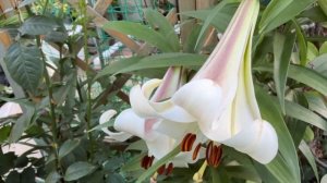 Лилия Истерн Мун🌸