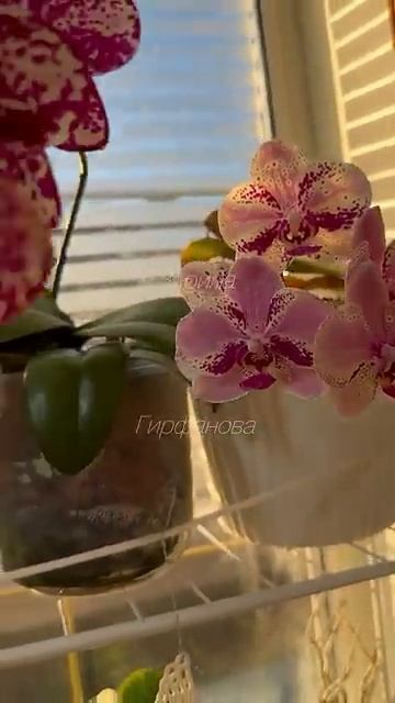 🌺🌺🌺🌿🌿🌿 смотреть онлайн