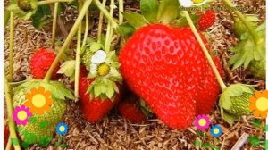Земляника садовая Золушка. Краткий обзор, описание ха?