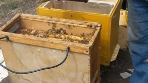 ПЕРЕСАДКА ПЧЕЛОПАКЕТОВ в ульи.