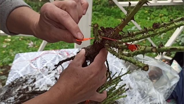 Розы от Naka-Noka!🔥💥 Первая ласточка с саженцами!🤩🥰