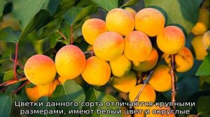 Абрикос Хабаровский