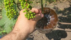 Воздушная отводка винограда. Отличный способ размнож?