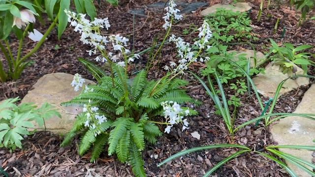 Птеридофиллум (Pteridophyllum racemosum). Редкий карлик из Японии смотреть онлайн