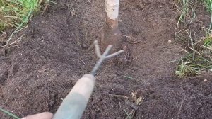 если яблоня не растет