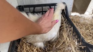 Приехала ТОЛЬКО Собрать Яйца КАК ЖИВУТ НА ДАЧЕ КУРЫ ЦЫ