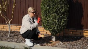 Чернеет туя после зимы? Обработка туи после зимы – что