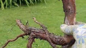 Розы из РУСРОЗЫ. Хотите такие саженцы?