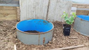 Как посадить виноград в теплицу.