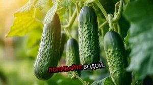 Цикорий. Как садить. Методы. Условия. Правила.