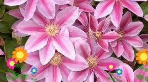 Клематис гибридный Doctor Ruppel. Краткий обзор, описание ха