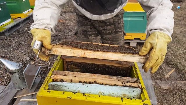 весенний осмотр. дочка от ф1 бакфаст #пчеловодство #пас смотреть онлайн