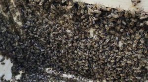 ПЧЕЛИНАЯ СЕМЬЯ