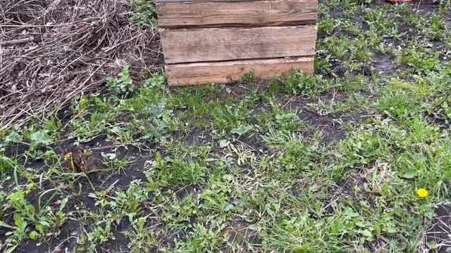Груша зацвела. Яблони и сливы на подходе. Знатный урож? смотреть онлайн