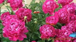 Пион травянистый Себастьян Маас (paeonia) 🌿 обзор: как са?