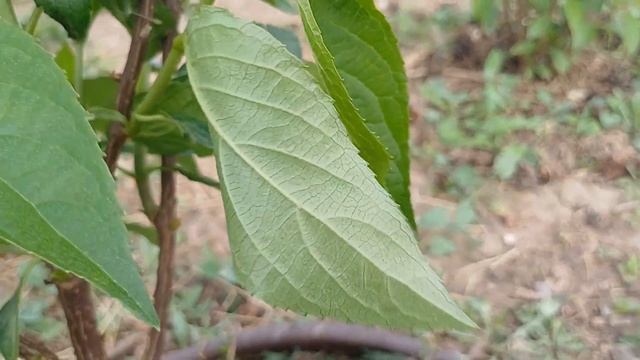 Формирую штамб метельчатой гортензии. Решила немного смотреть онлайн