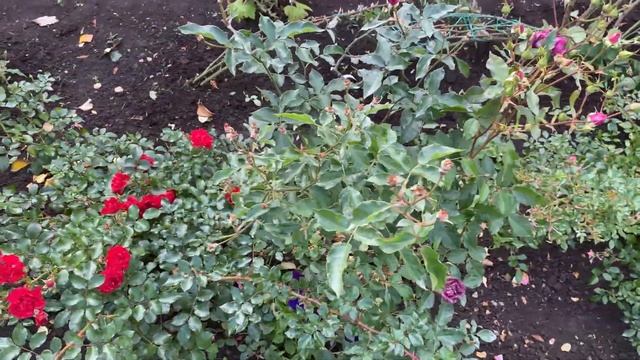 Готовлю розы к зиме! Пригибаю, обрезаю плетистые розы. смотреть онлайн