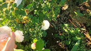 5 роз в жару не изменили цветок. Самые жаростойкие розы