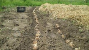 Посадка картофеля под солому