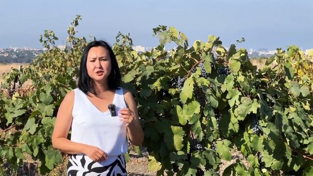 Какой виноград подходит для вина? смотреть онлайн