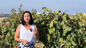 Какой виноград подходит для вина?