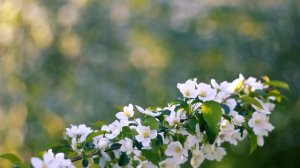 Футаж — Цветущая ветка яблони в лесу. Футажи (footage) кра?