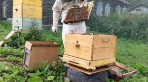 Пчеловодство. пересадка роя из ловушки в улей сработа?