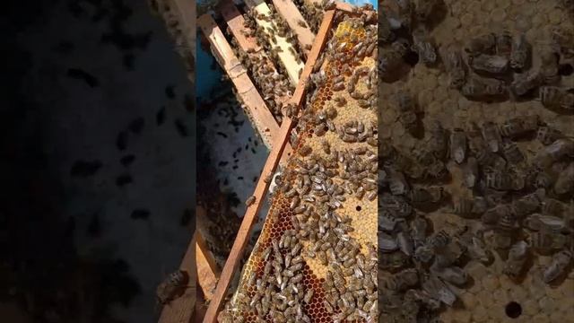 Проводим осмотр - апрель 2025г. смотреть онлайн