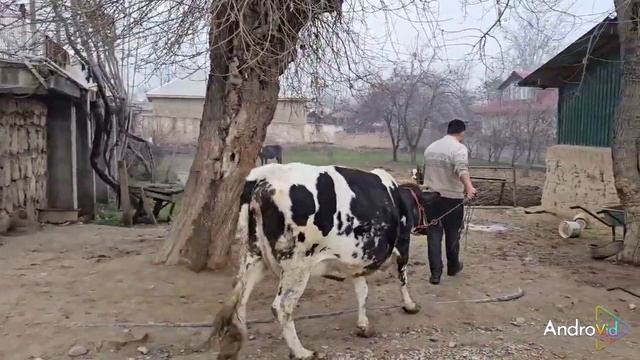 Ду Сар Буғузи Сари синаи фуруши Тел: 904 10 20 16 20 Января 20 смотреть онлайн