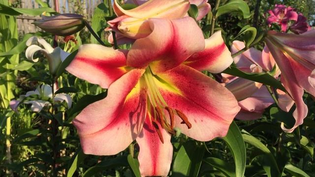 Лилия Olympic Torch