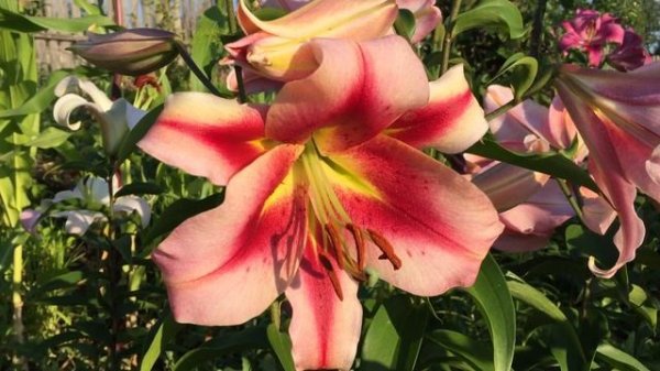 Лилия Olympic Torch