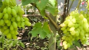 Виноград  Джокер, киш миш Хеллоуин, новинка Калугина В.