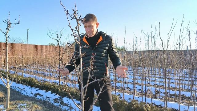 Почему не растет груша? смотреть онлайн