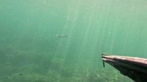 Кефаль. Бухта Инал.